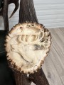 IMG_6510.jpeg