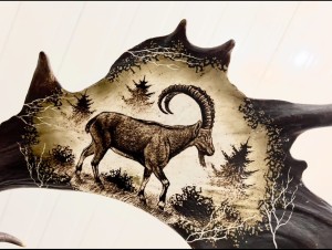 Grawer w łopacie daniela - koziorożec alpejski